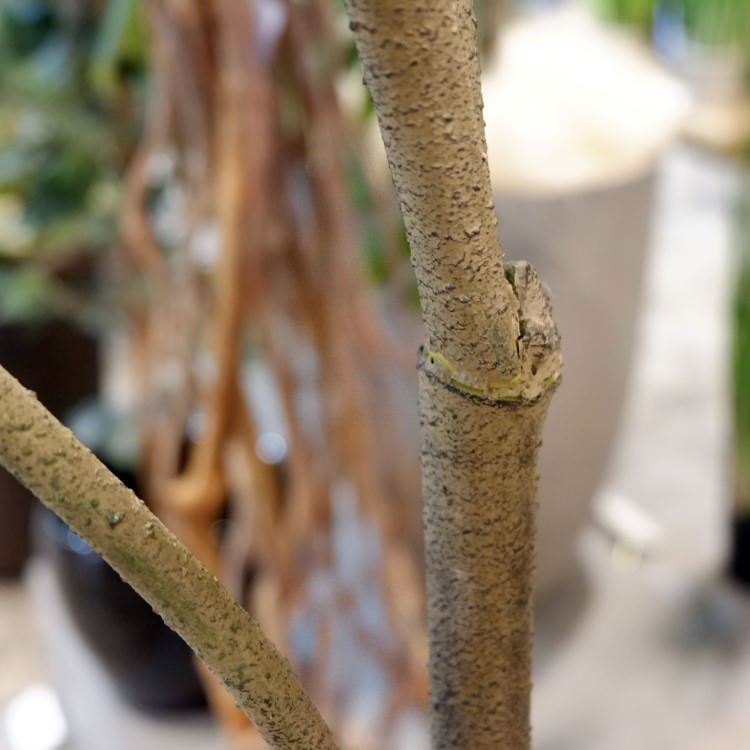 ٥顼 120cmGLA-1437 ƥե륰꡼ ͹տʪ ȭդ꡼