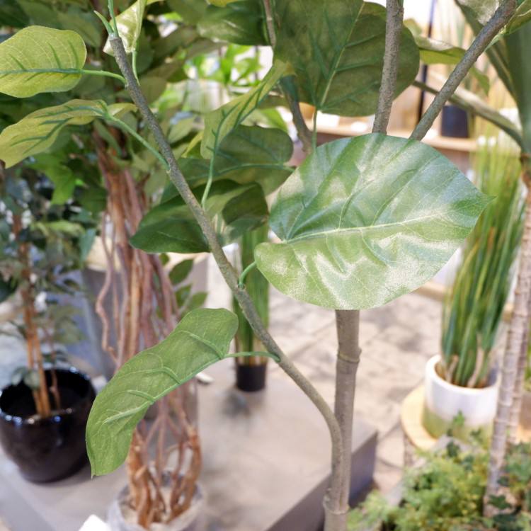 ٥顼 120cmGLA-1437 ƥե륰꡼ ͹տʪ ȭդ꡼