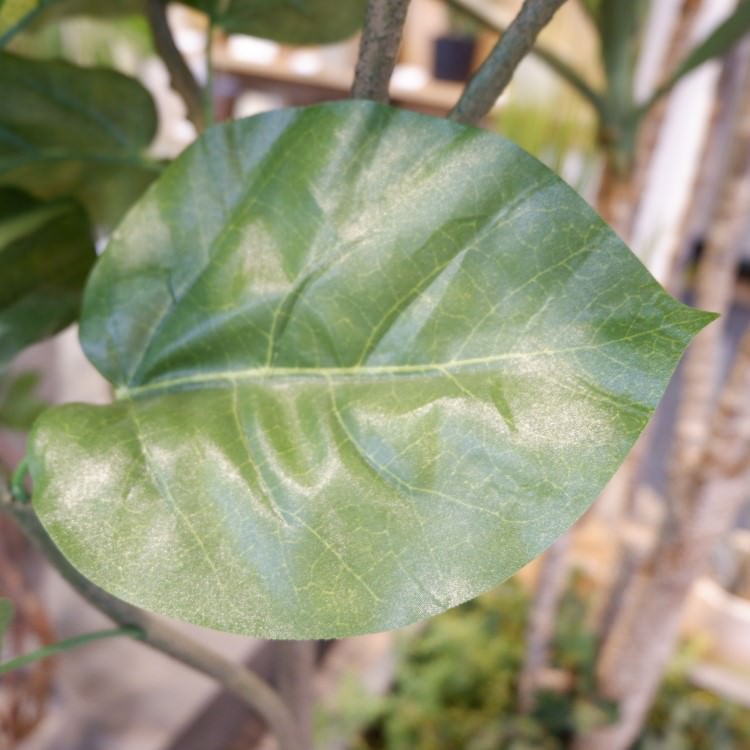 ٥顼 120cmGLA-1437 ƥե륰꡼ ͹տʪ ȭդ꡼