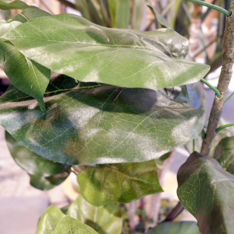 ٥顼 120cmGLA-1437 ƥե륰꡼ ͹տʪ ȭդ꡼