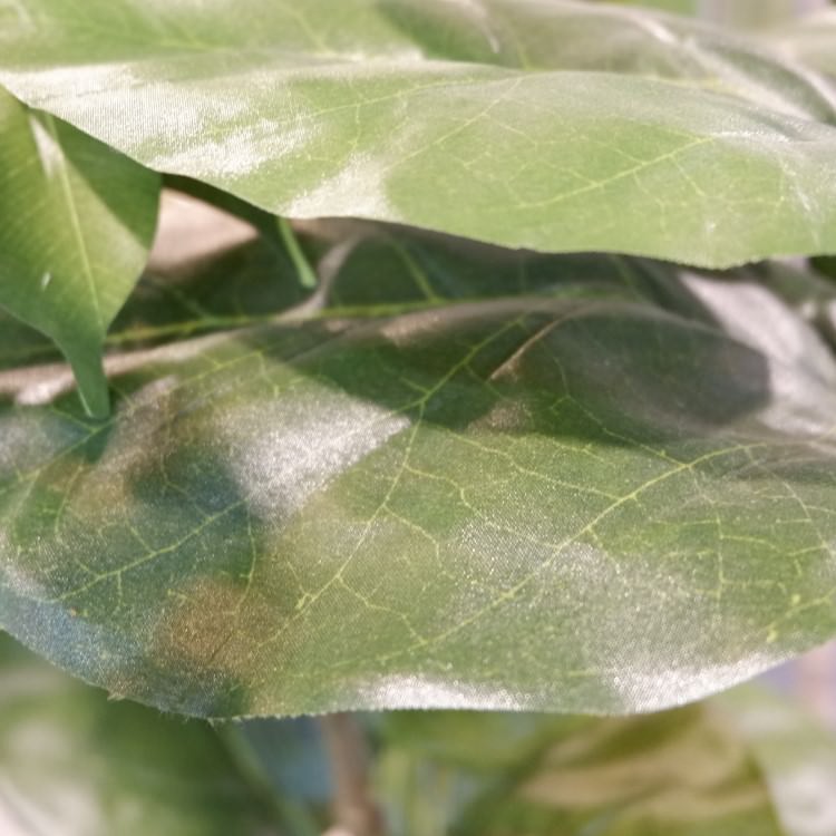 ٥顼 120cmGLA-1437 ƥե륰꡼ ͹տʪ ȭդ꡼