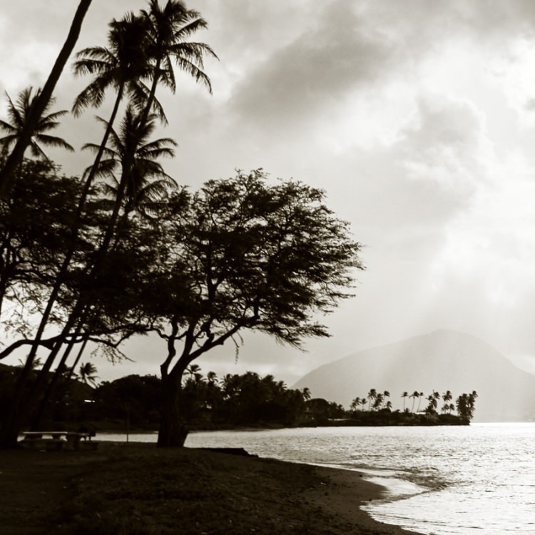 IGREBOW �ϥ磻 �������γ����鸫�륫�磻�ۥ�Ⱦ���[�»� 1��2] ��������ܥ� ����ƥꥢ�ե��� �ԥ����㡼������ �̿�