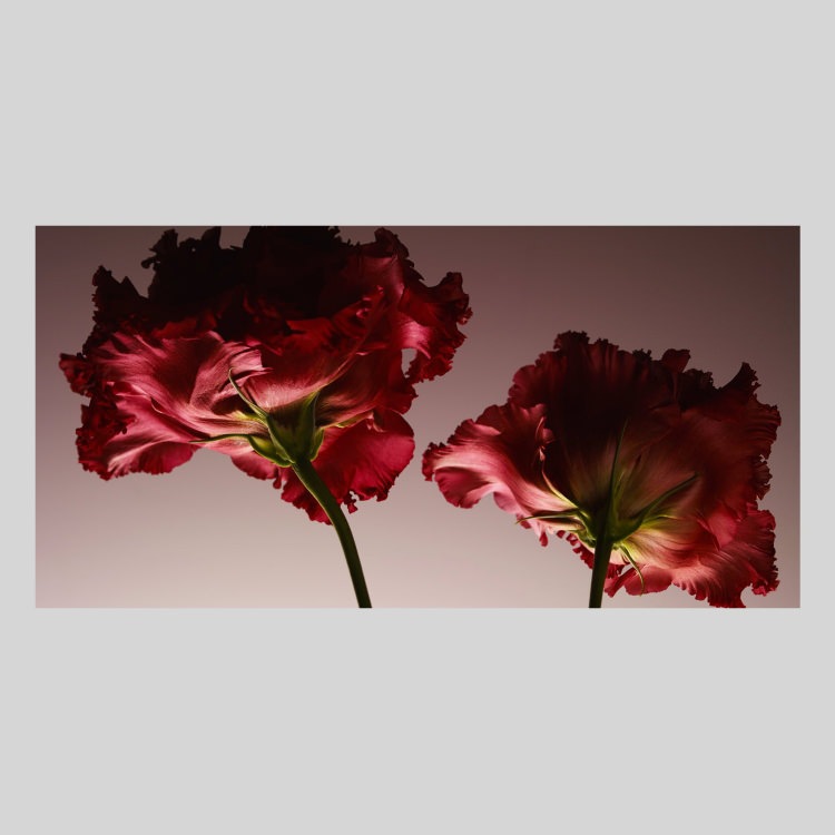 IGREBOW �֤��ȥ륳�����祦��[����� 1��2] ��������ܥ� ����ƥꥢ�ե��� �ԥ����㡼������ �̿�