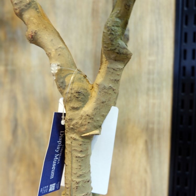 �ɥ饻�ʥ���ѥ����ݥå� 111cm��GLA-1471 �����ƥ��ե�����륰�꡼�� �͹����տ�ʪ ȭ�դ����꡼��