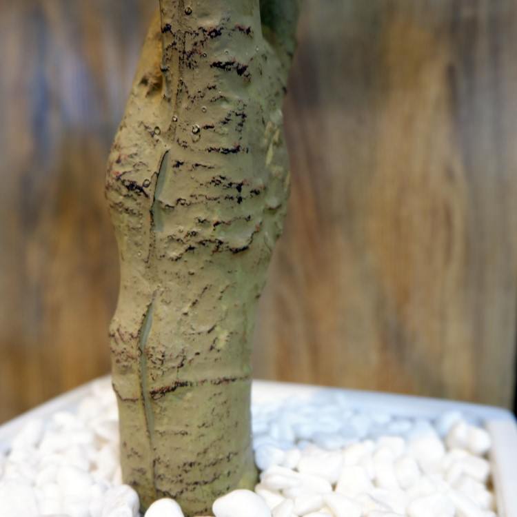 �ɥ饻�ʥ���ѥ����ݥå� 111cm��GLA-1471 �����ƥ��ե�����륰�꡼�� �͹����տ�ʪ ȭ�դ����꡼��