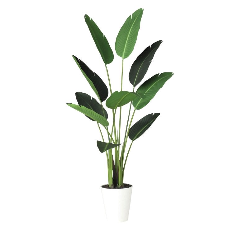 ���������� W70��H150cm��TK91876 �����ƥ��ե�����륰�꡼�� �͹����տ�ʪ �͹����� ȭ�դ����꡼��