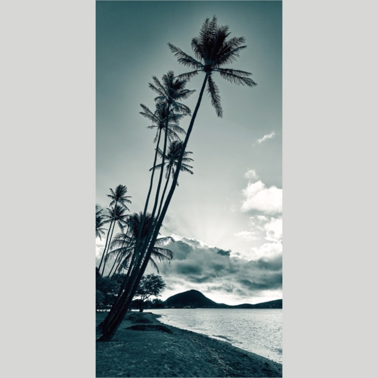 IGREBOW �ϥ磻 �������γ��ȥ䥷���ڡ�[�»� 1��2] ��������ܥ� ����ƥꥢ�ե��� �ԥ����㡼������ �̿�