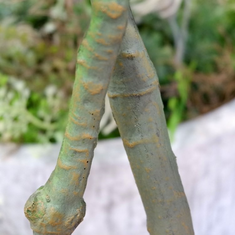 ѥݥå 120cmGLA-1477 ƥե륰꡼ ͹տʪ ꡼