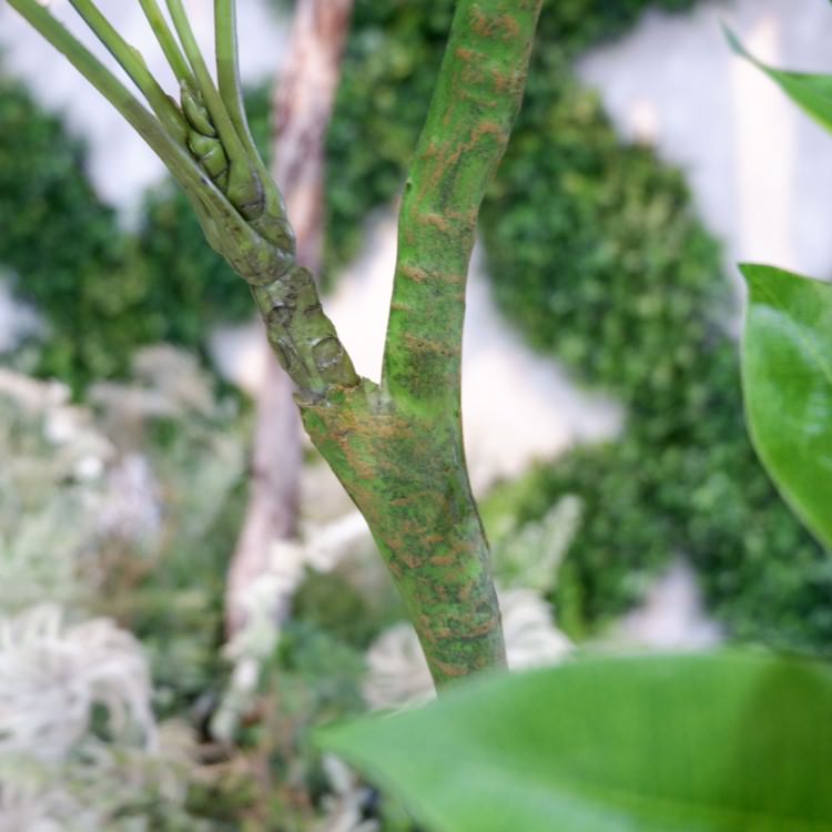 ѥݥå 120cmGLA-1477 ƥե륰꡼ ͹տʪ ꡼