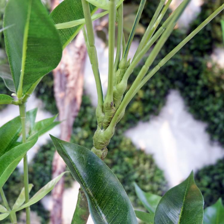 ѥݥå 120cmGLA-1477 ƥե륰꡼ ͹տʪ ꡼