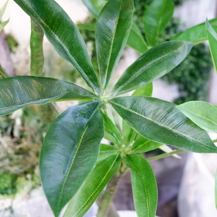 ѥݥå 120cmGLA-1477 ƥե륰꡼ ͹տʪ ꡼