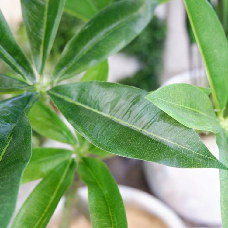 ѥݥå 120cmGLA-1477 ƥե륰꡼ ͹տʪ ꡼