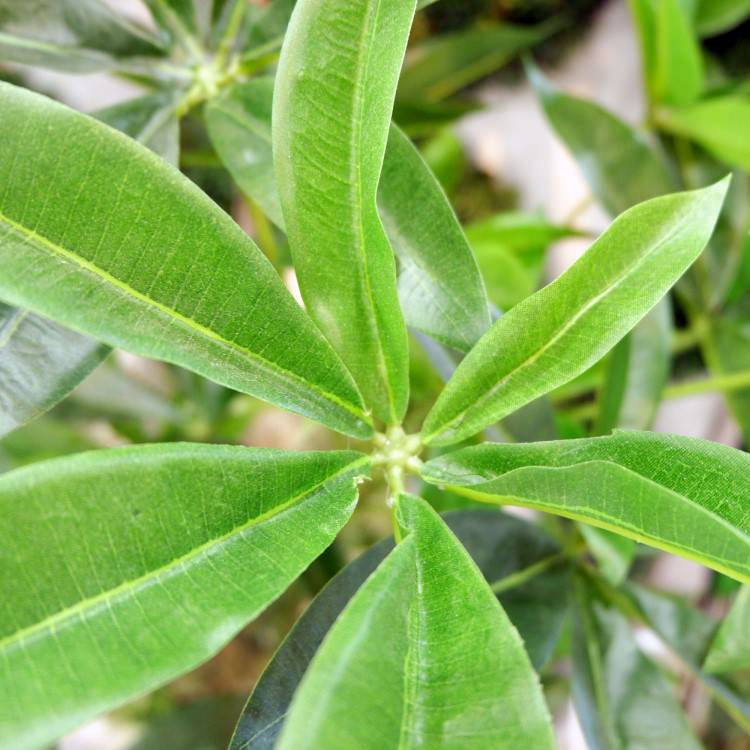 ѥݥå 120cmGLA-1477 ƥե륰꡼ ͹տʪ ꡼