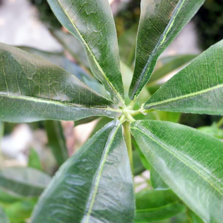 ѥݥå 120cmGLA-1477 ƥե륰꡼ ͹տʪ ꡼