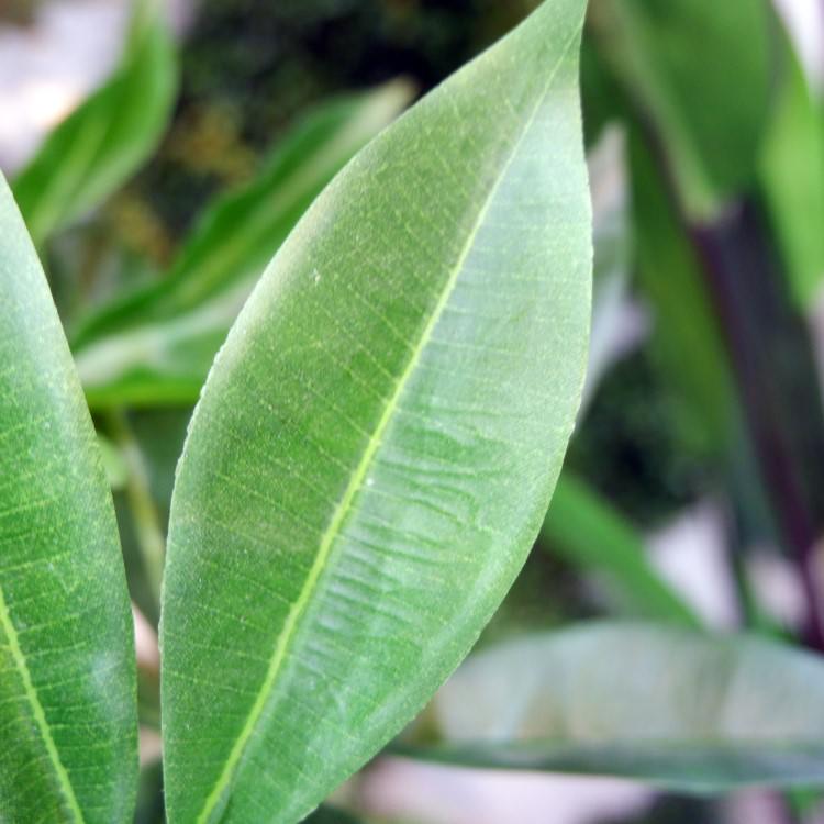 ѥݥå 120cmGLA-1477 ƥե륰꡼ ͹տʪ ꡼