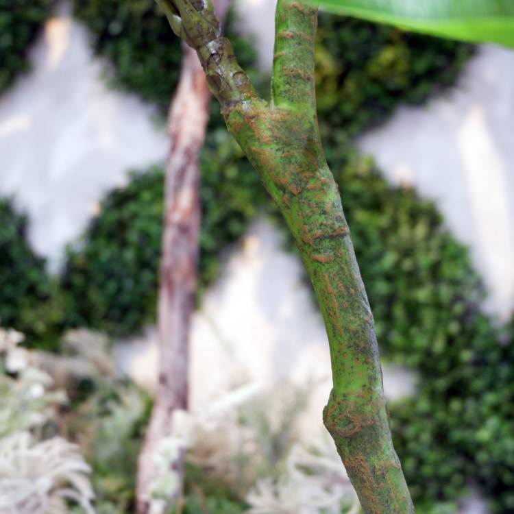 ѥݥå 120cmGLA-1477 ƥե륰꡼ ͹տʪ ꡼