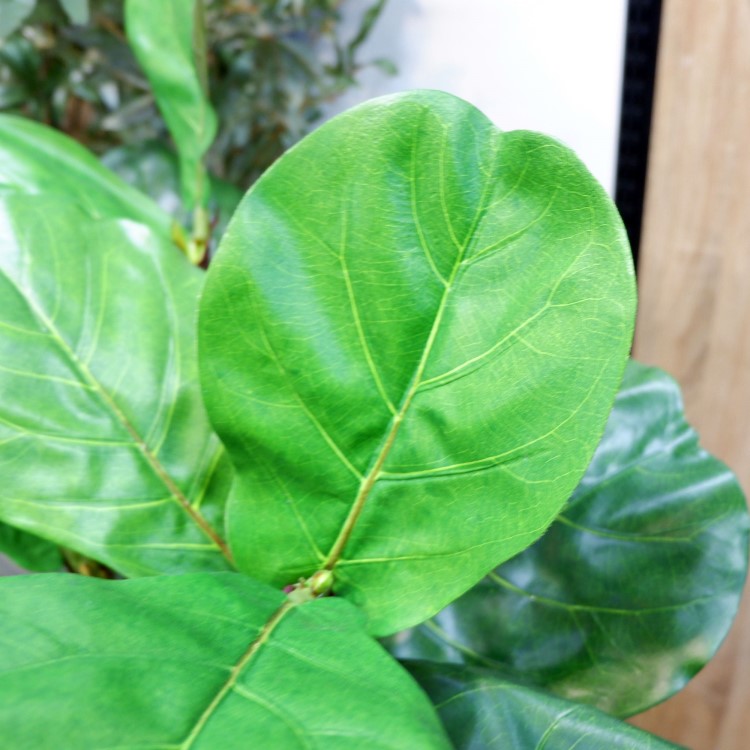 ������Хݥå� 120cm��GLA-1501 �����ƥ��ե�����륰�꡼�� �͹����տ�ʪ ȭ�դ����꡼��