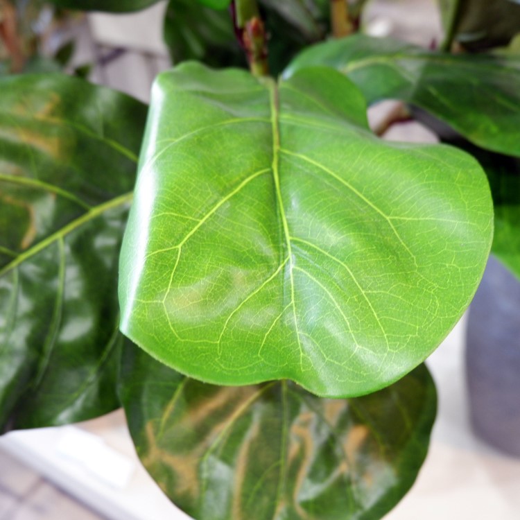 ������Хݥå� 120cm��GLA-1501 �����ƥ��ե�����륰�꡼�� �͹����տ�ʪ ȭ�դ����꡼��