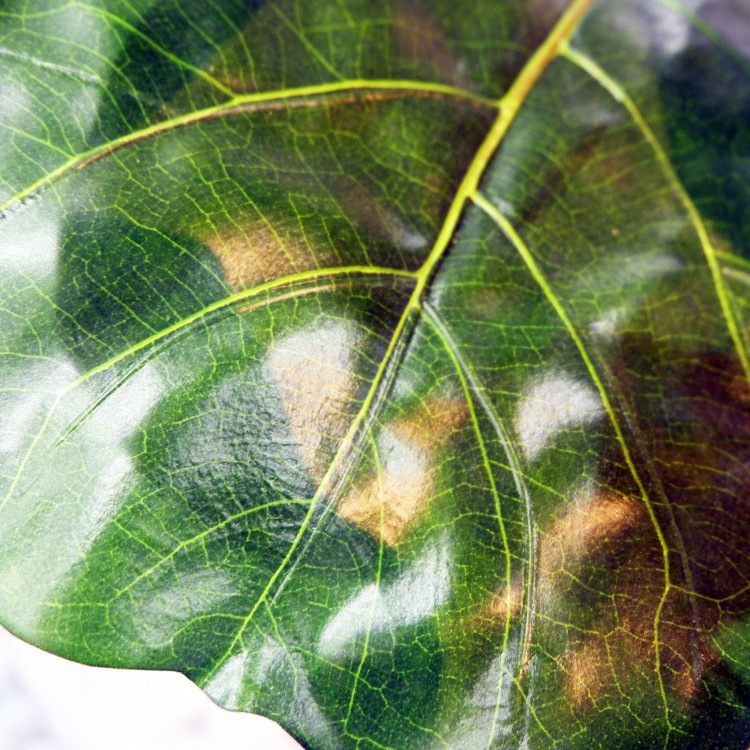 ������Хݥå� 120cm��GLA-1501 �����ƥ��ե�����륰�꡼�� �͹����տ�ʪ ȭ�դ����꡼��