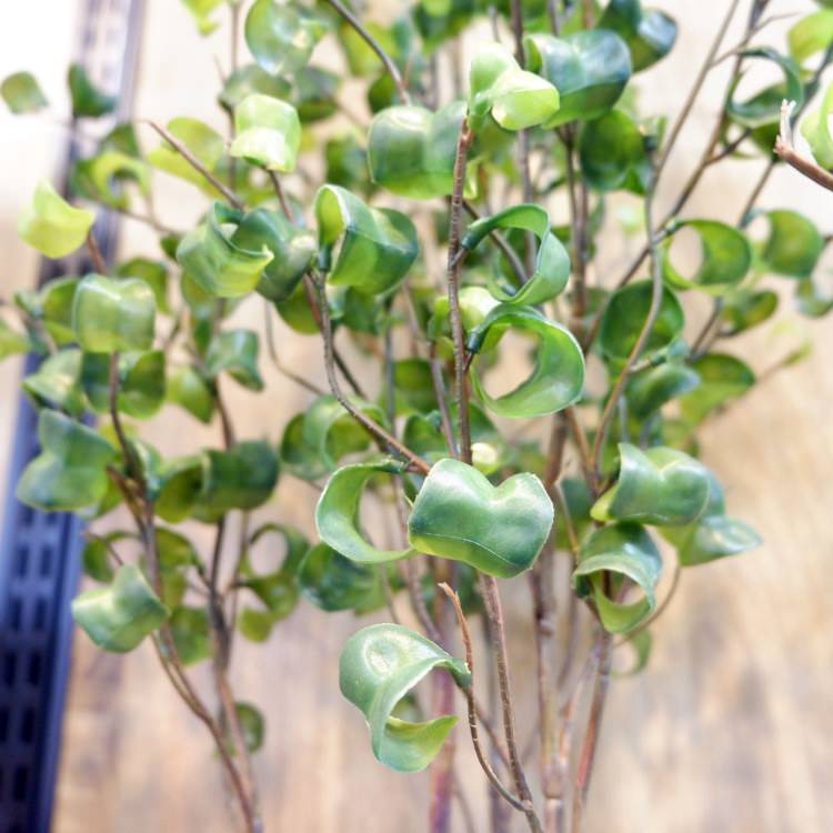 ٥󥸥ߥХåݥå 100cmGLA-1505 ƥե륰꡼ ͹տʪ ȭդ꡼