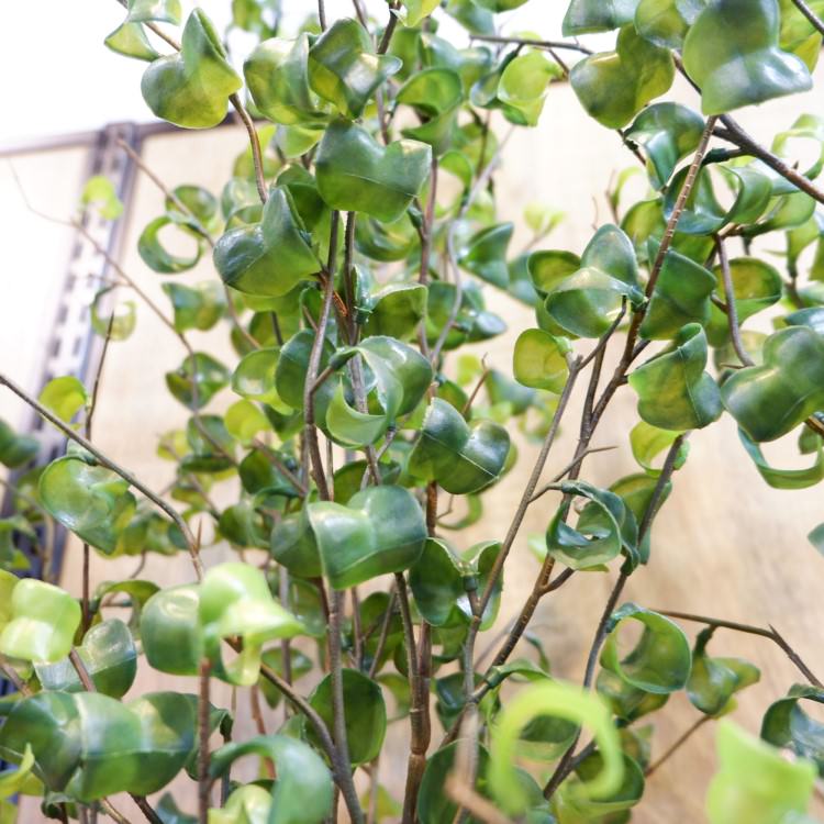 ٥󥸥ߥХåݥå 100cmGLA-1505 ƥե륰꡼ ͹տʪ ȭդ꡼