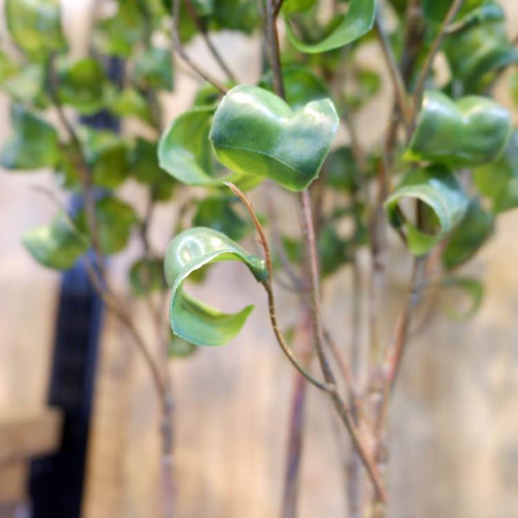 ٥󥸥ߥХåݥå 100cmGLA-1505 ƥե륰꡼ ͹տʪ ȭդ꡼