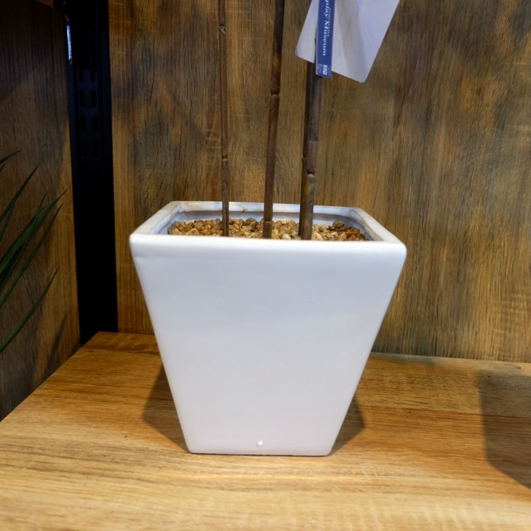 ٥󥸥ߥХåݥå 100cmGLA-1505 ƥե륰꡼ ͹տʪ ȭդ꡼