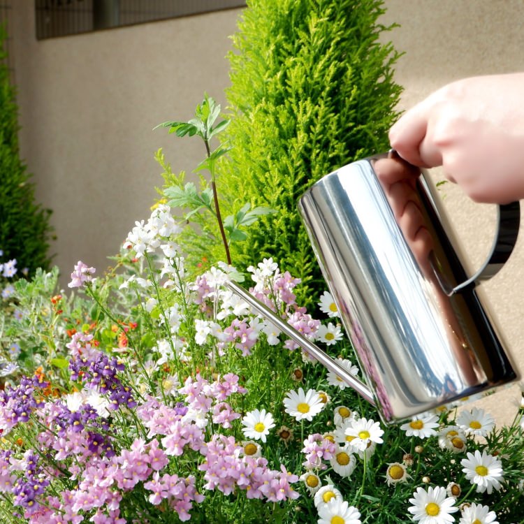 [����] ZACK 22188 CORRO �ɥ���ZACK���������ǥ�����Υ���������󥰥���ʥ��祦����