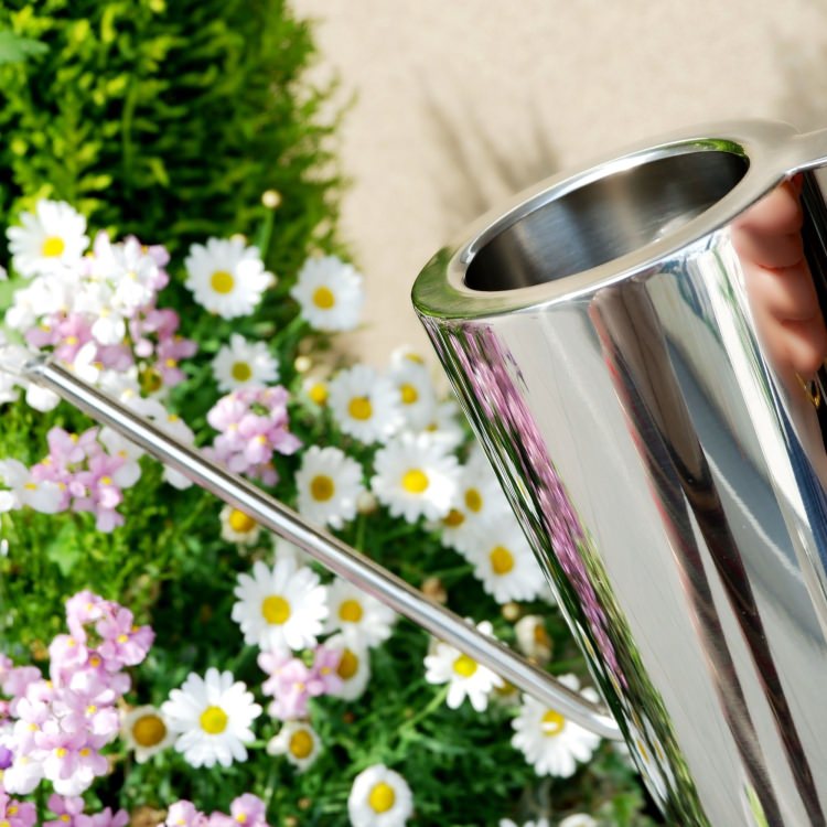 [����] ZACK 22188 CORRO �ɥ���ZACK���������ǥ�����Υ���������󥰥���ʥ��祦����