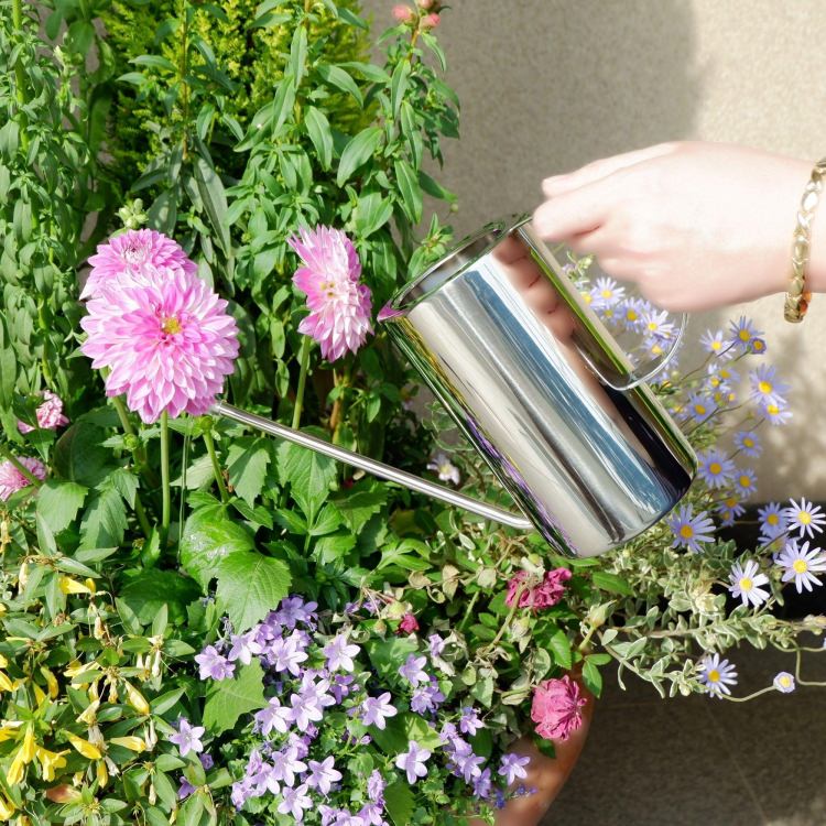 [����] ZACK 22188 CORRO �ɥ���ZACK���������ǥ�����Υ���������󥰥���ʥ��祦����