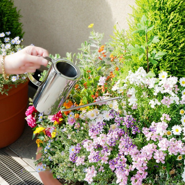 [����] ZACK 22188 CORRO �ɥ���ZACK���������ǥ�����Υ���������󥰥���ʥ��祦����