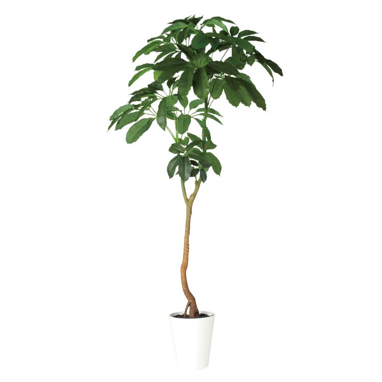 �֥�å����� W100��H210cm��TK91882 �����ƥ��ե�����륰�꡼�� �͹����տ�ʪ �͹����� ȭ�դ����꡼��