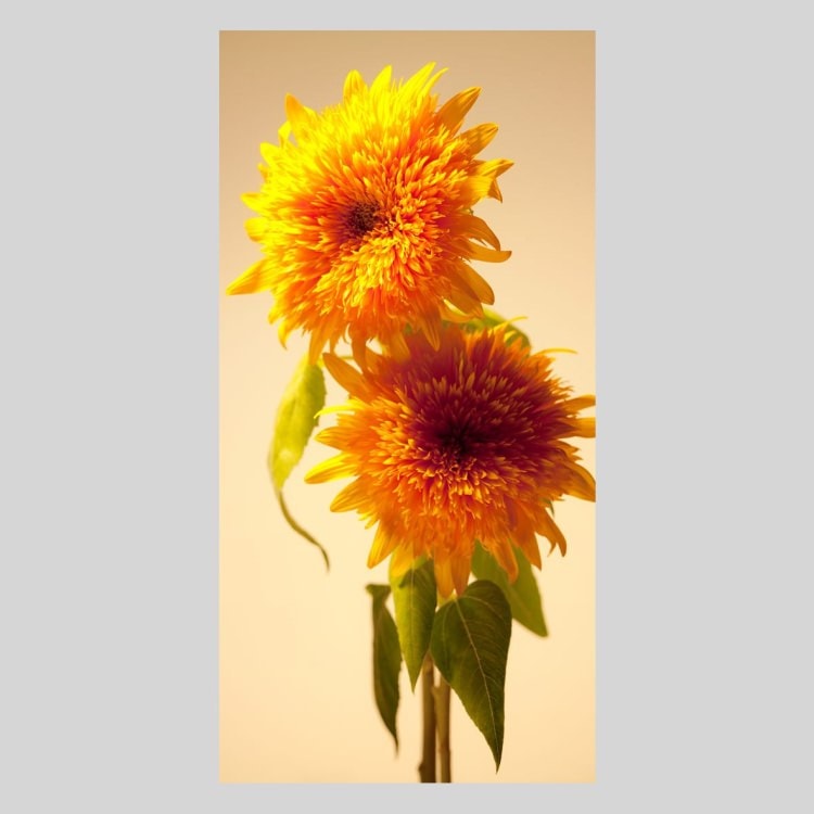 IGREBOW Ҥޤβ֡[å 12] ܥ ƥꥢե ԥ㡼 ̿