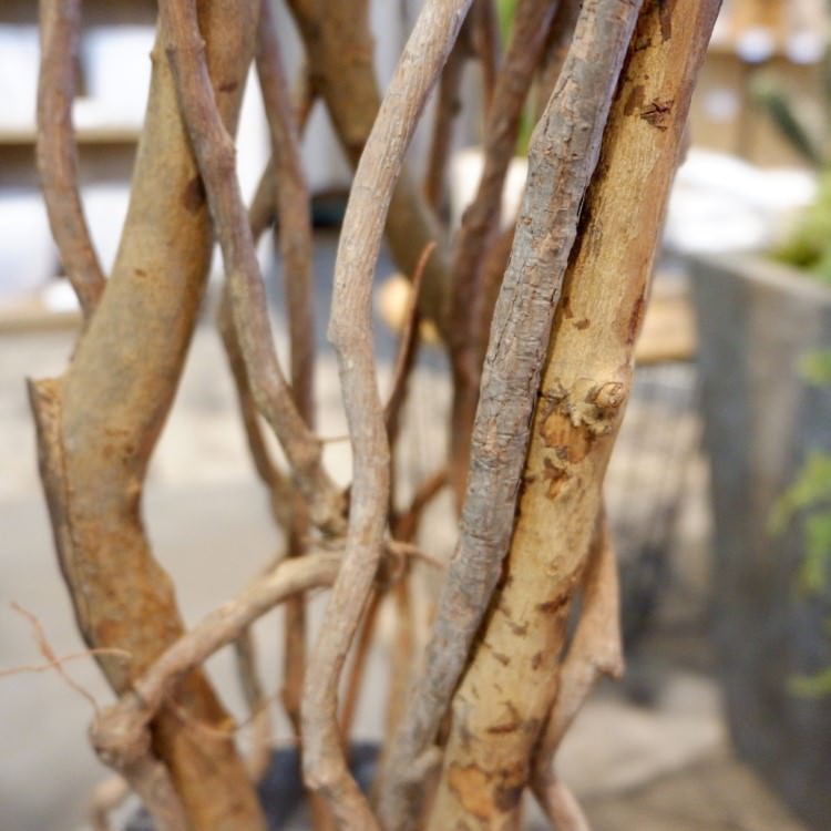 ٥󥸥ߥȥץХ 180cmGLP-1190 ƥե륰꡼ ͹տʪ ꡼