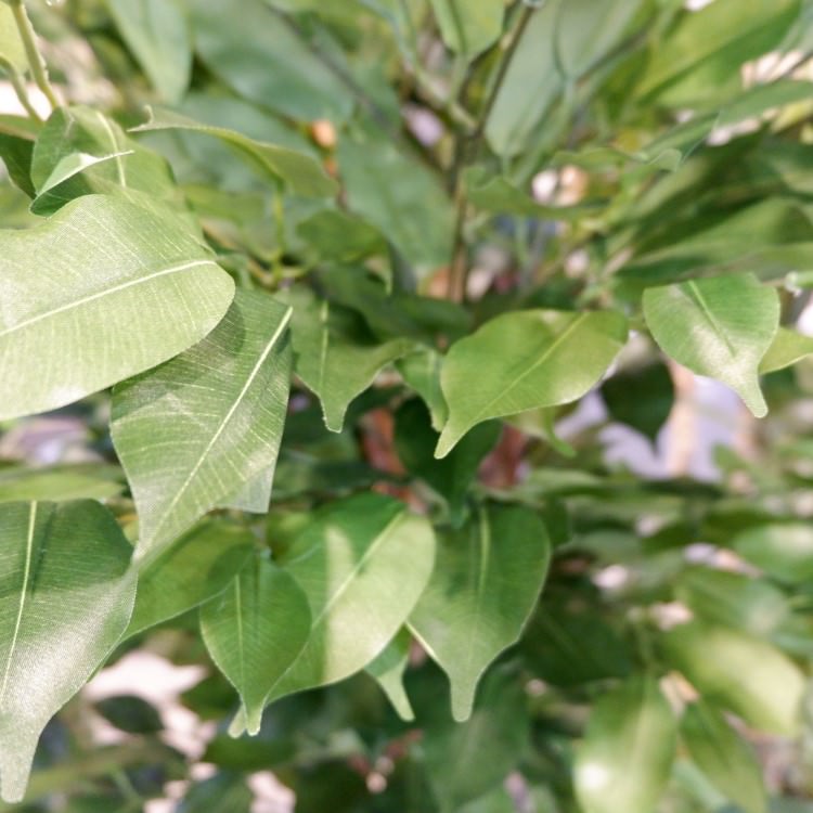 ٥󥸥ߥȥץХ 180cmGLP-1190 ƥե륰꡼ ͹տʪ ꡼