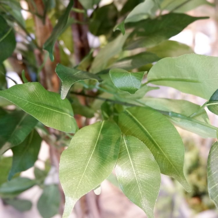 ٥󥸥ߥȥץХ 180cmGLP-1190 ƥե륰꡼ ͹տʪ ꡼