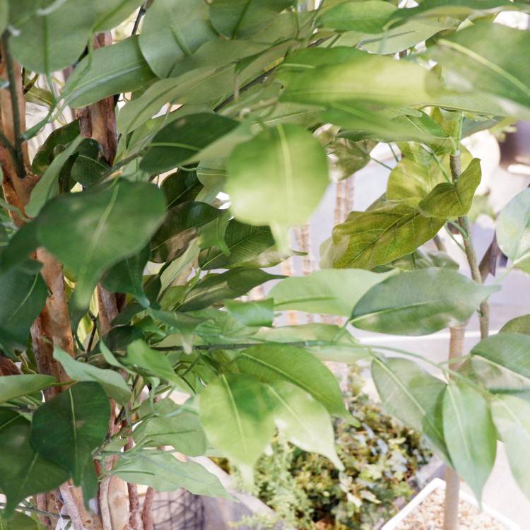 ٥󥸥ߥȥץХ 180cmGLP-1190 ƥե륰꡼ ͹տʪ ꡼