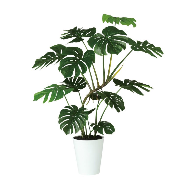 磻ɥ󥹥ƥ W110H140cmTK91885 ƥե륰꡼ ͹տʪ ͹ ȭդ꡼