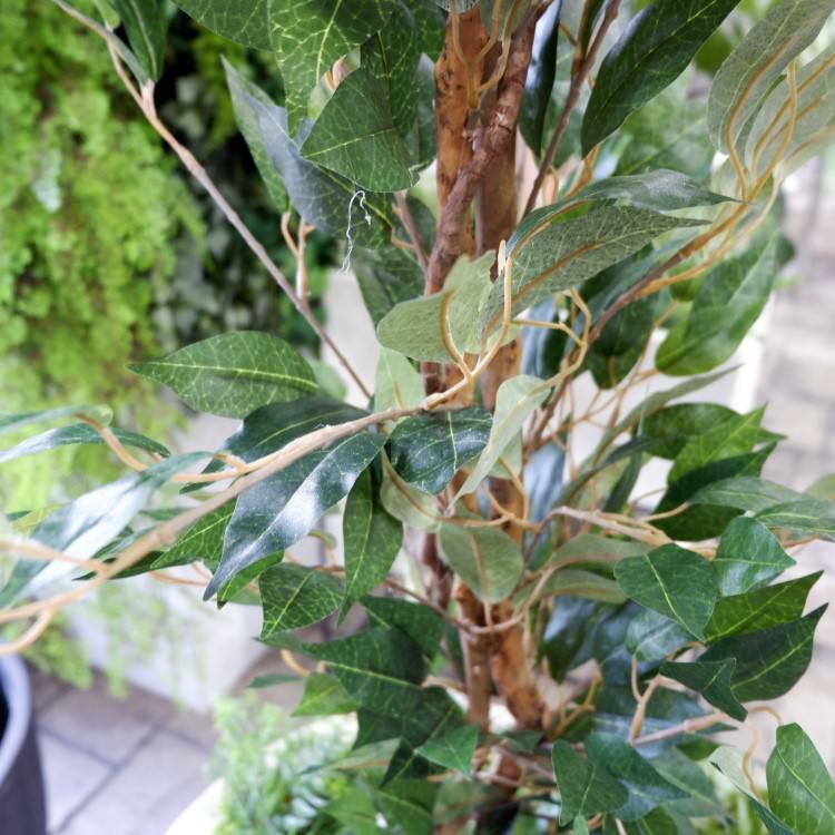 ٥󥸥ߥե 180cmGLP-1290 ƥե륰꡼ ͹տʪ ꡼