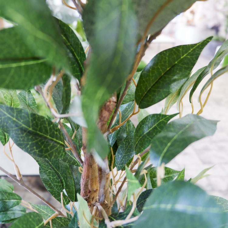 ٥󥸥ߥե 180cmGLP-1290 ƥե륰꡼ ͹տʪ ꡼