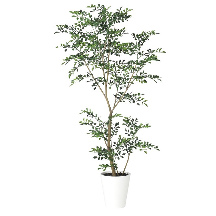 ȥͥꥳ FST W70H150cmTK91887 ƥե륰꡼ ͹տʪ ͹ ȭդ꡼