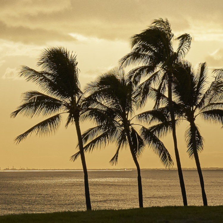 IGREBOW ϥ磻  ͼγȥ䥷ڡ[ 12] ܥ ƥꥢե ԥ㡼 ̿