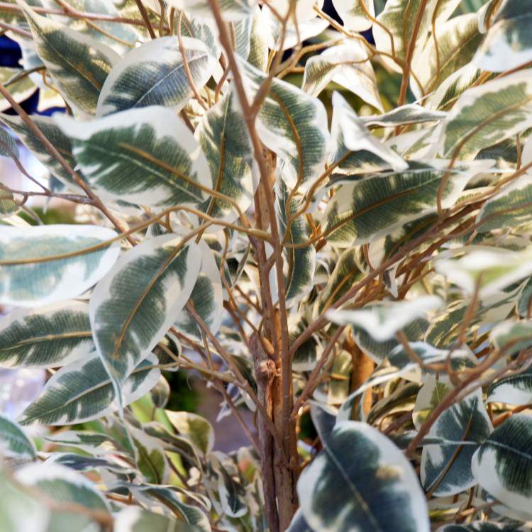 ٥󥸥ߥեϥ磻 180cmGLP-1310 ƥե륰꡼ ͹տʪ ꡼