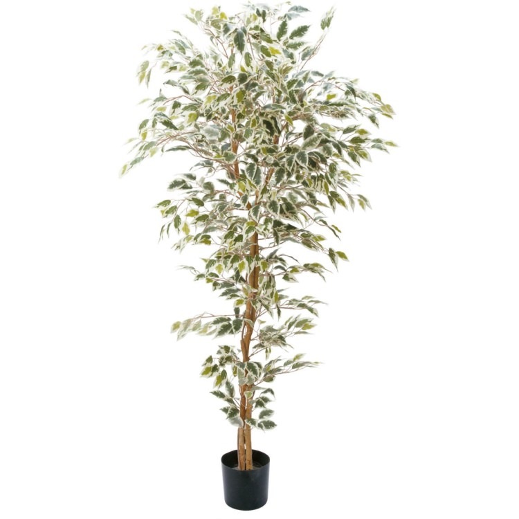 ٥󥸥ߥեϥ磻 180cmGLP-1310 ƥե륰꡼ ͹տʪ ꡼