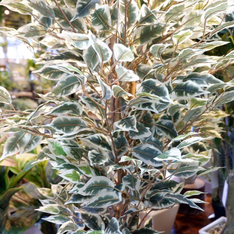 ٥󥸥ߥեϥ磻 180cmGLP-1310 ƥե륰꡼ ͹տʪ ꡼