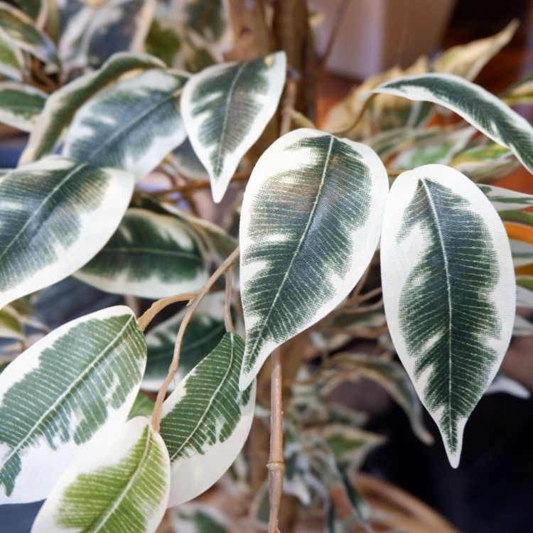 ٥󥸥ߥեϥ磻 180cmGLP-1310 ƥե륰꡼ ͹տʪ ꡼