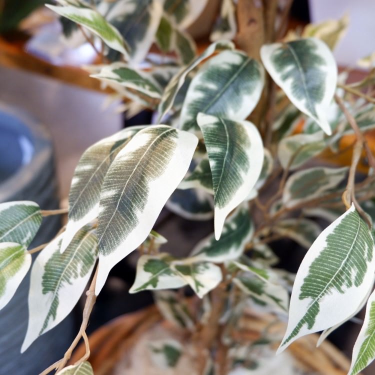 ٥󥸥ߥեϥ磻 180cmGLP-1310 ƥե륰꡼ ͹տʪ ꡼