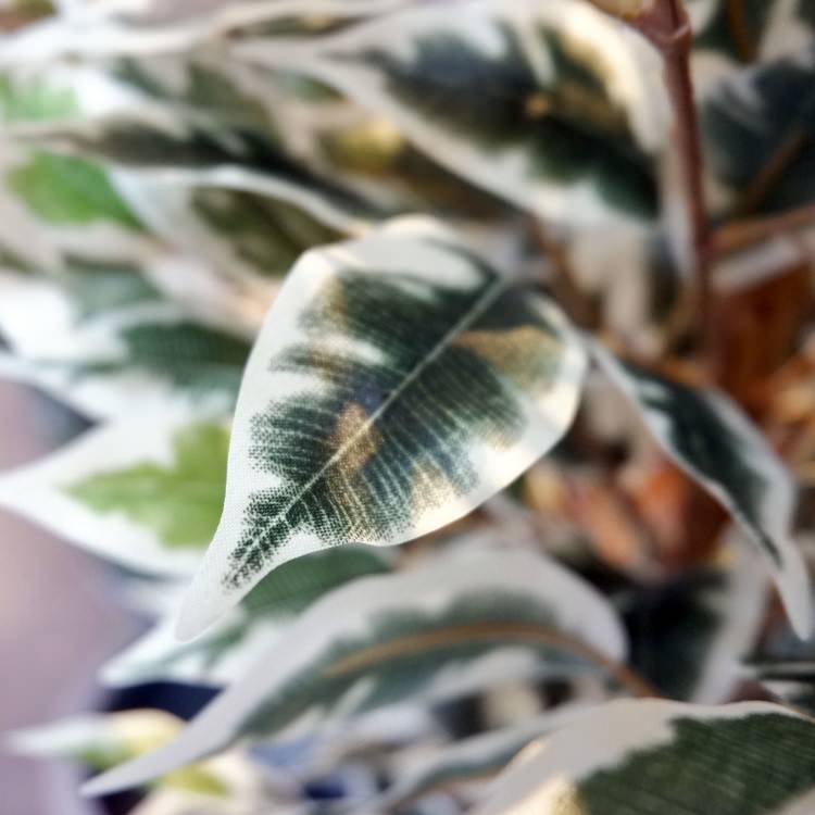 ٥󥸥ߥեϥ磻 180cmGLP-1310 ƥե륰꡼ ͹տʪ ꡼