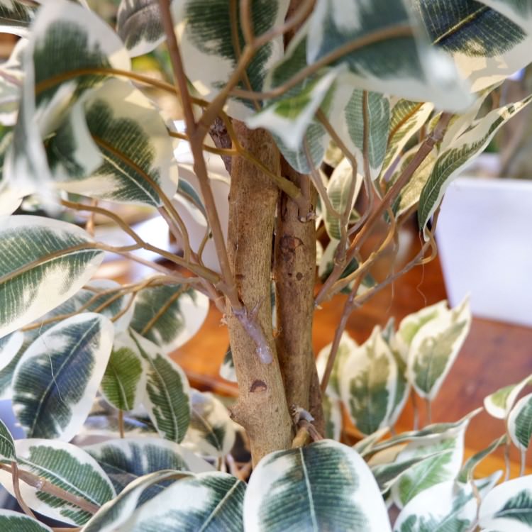 ٥󥸥ߥեϥ磻 180cmGLP-1310 ƥե륰꡼ ͹տʪ ꡼