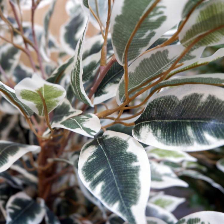 �٥󥸥�ߥ�ե������ϥ磻���� 150cm��GLP-1320 �����ƥ��ե�����륰�꡼�� �͹����տ�ʪ ���꡼��